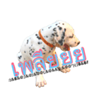 Dalmatian101（個別スタンプ：5）