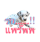 Dalmatian101（個別スタンプ：6）