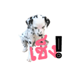 Dalmatian101（個別スタンプ：9）