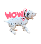 Dalmatian101（個別スタンプ：10）