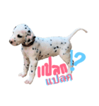 Dalmatian101（個別スタンプ：12）