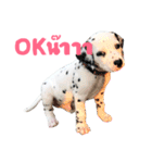 Dalmatian101（個別スタンプ：13）