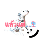 Dalmatian101（個別スタンプ：15）