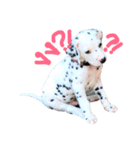 Dalmatian101（個別スタンプ：16）