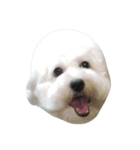 I'm maltese+bichon（個別スタンプ：1）