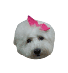 I'm maltese+bichon（個別スタンプ：2）