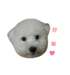 I'm maltese+bichon（個別スタンプ：3）