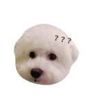 I'm maltese+bichon（個別スタンプ：5）