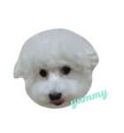 I'm maltese+bichon（個別スタンプ：7）