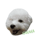 I'm maltese+bichon（個別スタンプ：8）