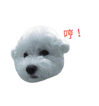 I'm maltese+bichon（個別スタンプ：9）