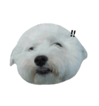 I'm maltese+bichon（個別スタンプ：10）