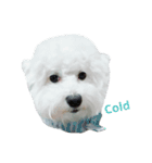 I'm maltese+bichon（個別スタンプ：13）