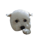 I'm maltese+bichon（個別スタンプ：15）