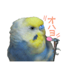 おしゃべりインコのチョコちゃん（個別スタンプ：1）