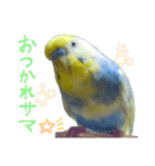 おしゃべりインコのチョコちゃん（個別スタンプ：2）