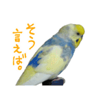 おしゃべりインコのチョコちゃん（個別スタンプ：3）