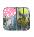 おしゃべりインコのチョコちゃん（個別スタンプ：4）