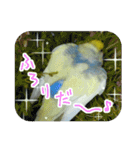 おしゃべりインコのチョコちゃん（個別スタンプ：6）