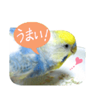 おしゃべりインコのチョコちゃん（個別スタンプ：7）