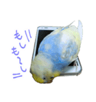 おしゃべりインコのチョコちゃん（個別スタンプ：8）