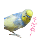 おしゃべりインコのチョコちゃん（個別スタンプ：10）