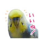 おしゃべりインコのチョコちゃん（個別スタンプ：13）