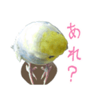 おしゃべりインコのチョコちゃん（個別スタンプ：18）