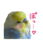 おしゃべりインコのチョコちゃん（個別スタンプ：19）