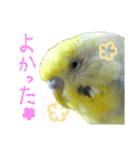 おしゃべりインコのチョコちゃん（個別スタンプ：20）