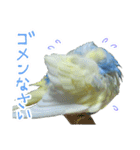 おしゃべりインコのチョコちゃん（個別スタンプ：21）