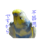 おしゃべりインコのチョコちゃん（個別スタンプ：22）