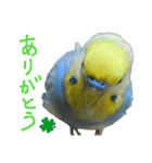 おしゃべりインコのチョコちゃん（個別スタンプ：26）