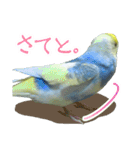 おしゃべりインコのチョコちゃん（個別スタンプ：38）