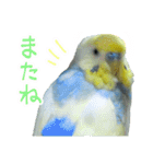 おしゃべりインコのチョコちゃん（個別スタンプ：39）