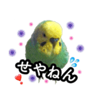 インコのポンちゃん（関西弁）（個別スタンプ：2）