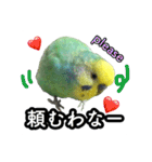 インコのポンちゃん（関西弁）（個別スタンプ：7）