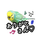 インコのポンちゃん（関西弁）（個別スタンプ：9）