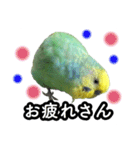 インコのポンちゃん（関西弁）（個別スタンプ：10）