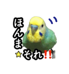 インコのポンちゃん（関西弁）（個別スタンプ：12）