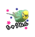 インコのポンちゃん（関西弁）（個別スタンプ：14）