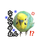 インコのポンちゃん（関西弁）（個別スタンプ：16）