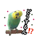 インコのポンちゃん（関西弁）（個別スタンプ：21）