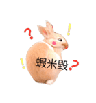 bunny520（個別スタンプ：5）