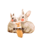 bunny520（個別スタンプ：11）