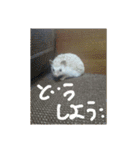 ハリネズミのねるちゃん（個別スタンプ：15）