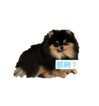 black ＆ tan pom（個別スタンプ：4）