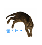 便利な猫スタンプ！（個別スタンプ：10）