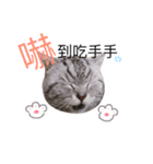 meow-meow kitten（個別スタンプ：14）