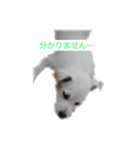 我が家の飼い犬（個別スタンプ：3）